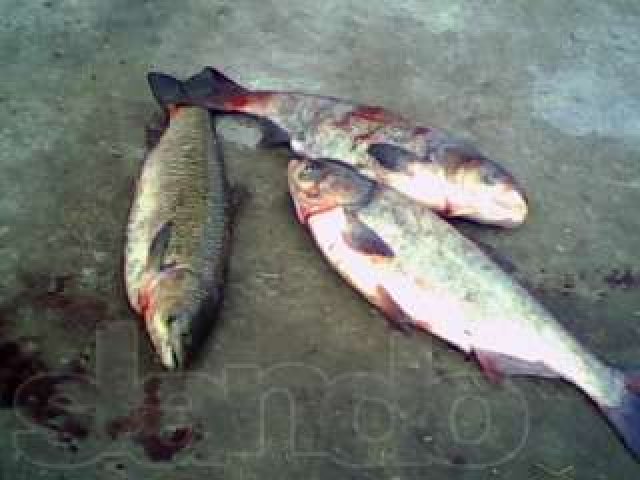 продаю прудовую рыбу в городе Минеральные Воды, фото 1, Мясо и рыба