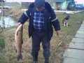 продаю прудовую рыбу в городе Минеральные Воды, фото 2, стоимость: 0 руб.