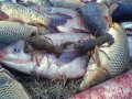 продаю прудовую рыбу в городе Минеральные Воды, фото 5, стоимость: 0 руб.