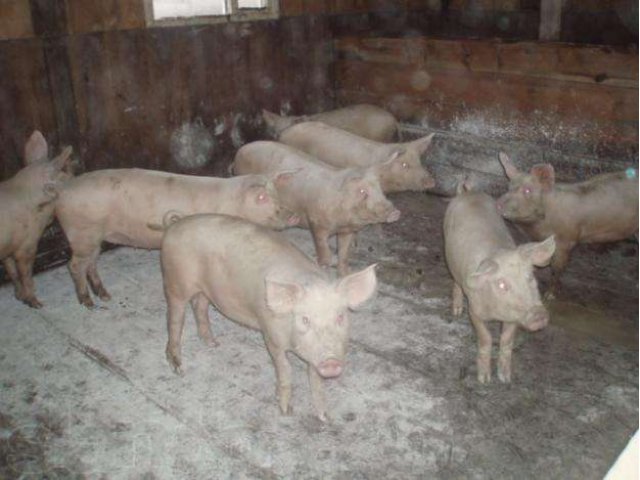 Скупка свинины живым весом в Тамбовской области. Кто принимает свинину живым весом. Чистокровные ландрасы купить. Купить свинину живым весам