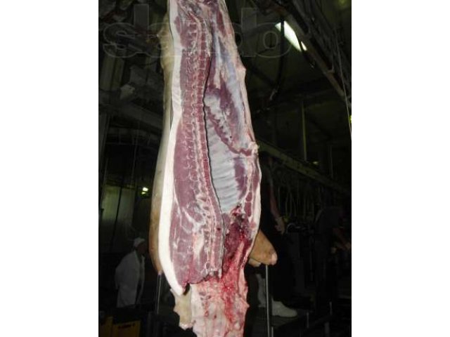 Продам свинину в полутушах в городе Кемерово, фото 1, стоимость: 0 руб.