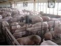Свиньи живым весом 1 категории.Частное фермерское хозяйство в городе Кострома, фото 1, Костромская область