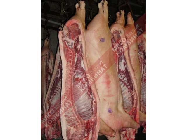 Свинина оптом в городе Самара, фото 3, Мясо и рыба