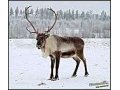 Оленина оптом в городе Саратов, фото 1, Саратовская область