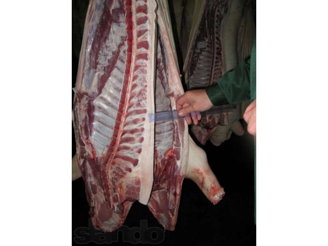 Свинина оптом в городе Красноярск, фото 1, Мясо и рыба