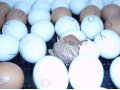 Яйцо инкубационное в городе Санкт-Петербург, фото 1, Ленинградская область