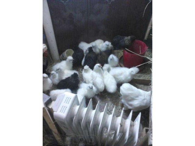 Продам куриц в городе Новосибирск, фото 2, Новосибирская область