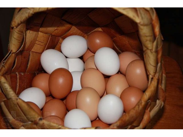 Яйцо  от домашних Курочек в городе Тюмень, фото 1, стоимость: 0 руб.