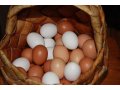 Яйцо  от домашних Курочек в городе Тюмень, фото 1, Тюменская область