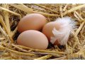 Яйцо куриное домашнее в городе Ачинск, фото 1, Красноярский край