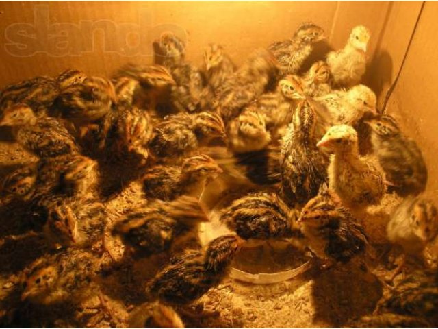Свежайшие перепелиные яйца в городе Тюмень, фото 1, стоимость: 0 руб.