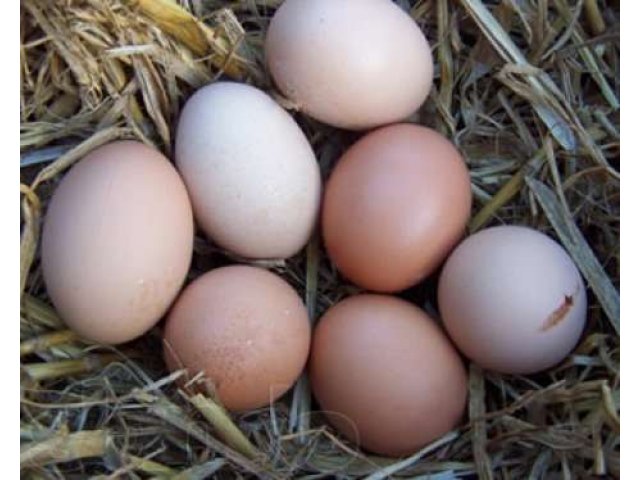 Яйцо куриное домашнее в городе Москва, фото 3, Птица и яйца