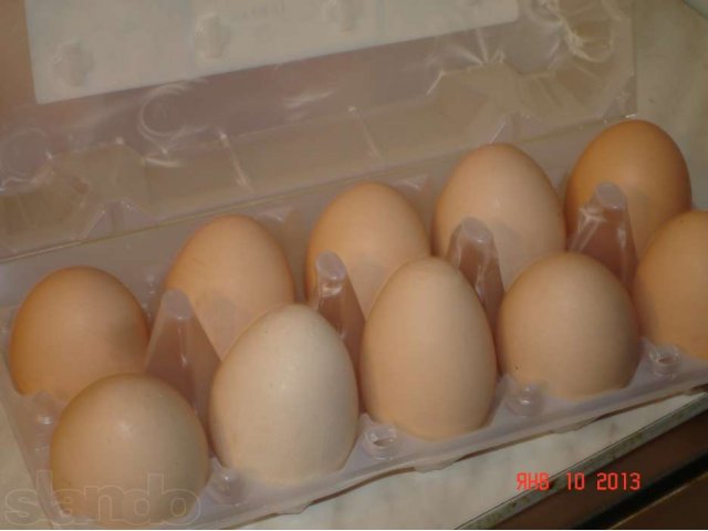 Домашние куринные яйца в городе Нягань, фото 1, Ханты-Мансийский автономный округ