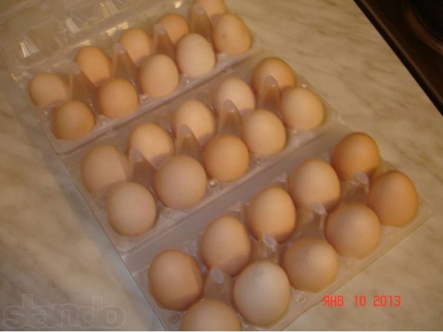 Домашние куринные яйца в городе Нягань, фото 2, стоимость: 0 руб.