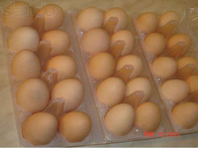 Домашние куринные яйца в городе Нягань, фото 3, Птица и яйца
