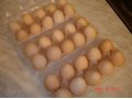Домашние куринные яйца в городе Нягань, фото 2, стоимость: 0 руб.
