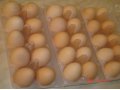 Домашние куринные яйца в городе Нягань, фото 3, Птица и яйца