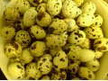 Перепелиные яйца в городе Малоярославец, фото 1, Калужская область