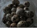 продам перепелиные яйца в городе Ирбит, фото 1, Свердловская область