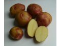 Реализуем Высокоурожайные семена картофеля в городе Волгоград, фото 1, Волгоградская область
