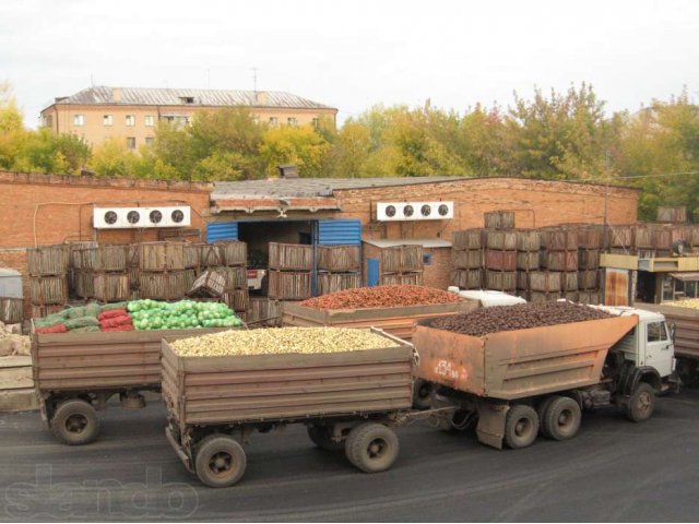 Овощи-дешево в городе Оренбург, фото 1, стоимость: 0 руб.