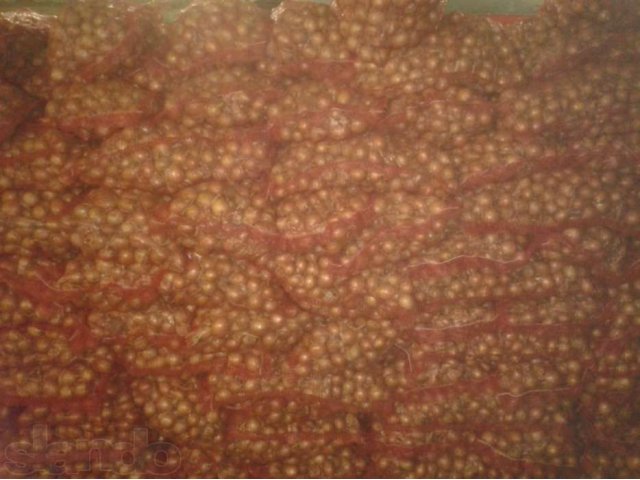 Лук репчатый калибра 4-7. Оптом в городе Волгоград, фото 3, Овощи и фрукты