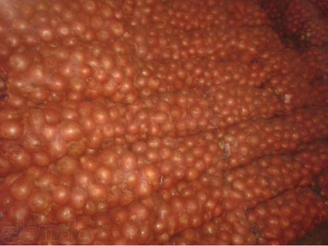 Лук репчатый калибра 4-7. Оптом в городе Волгоград, фото 5, стоимость: 0 руб.