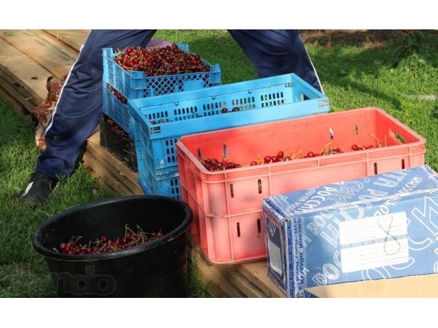 Свежемороженая черешня в городе Майкоп, фото 4, стоимость: 0 руб.