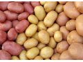 продаю картофель семенной и продовольственный 8р. опт в городе Краснодар, фото 1, Краснодарский край