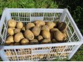 картофель домашний в городе Комсомольск-на-Амуре, фото 1, Хабаровский край
