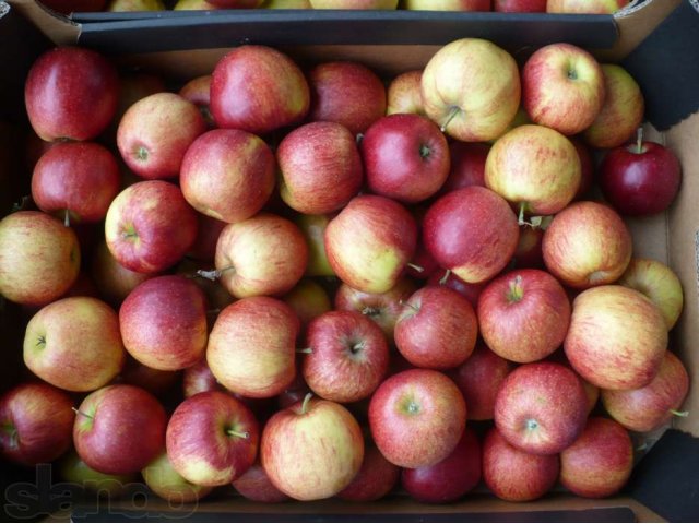 Яблоки в ассортименте в городе Волгоград, фото 3, Волгоградская область