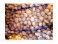 Картофель оптом от 20 тонн.Джелли 5+, от 7руб./кг в городе Калуга, фото 1, Калужская область
