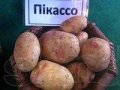Картофель оптом продам в городе Сочи, фото 1, Краснодарский край