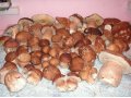 маринованные маслята,подберезовики и белые грибы. в городе Мценск, фото 1, Орловская область