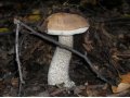 грибы маринованные в городе Саратов, фото 1, Саратовская область