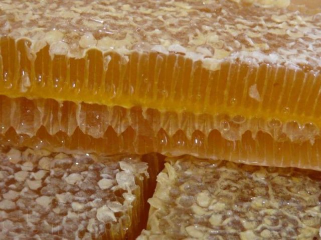 Настоящий мед в городе Новомосковск, фото 2, Тульская область