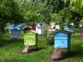 Натуральный мёд, перга, прополис, воск продаем в Екатеринбурге в городе Екатеринбург, фото 1, Свердловская область