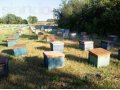 Алтайский мёд банка 3л 1800 доставка в городе Екатеринбург, фото 1, Свердловская область