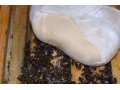 Пчеловодные продукты Канди Вощина Сушь в городе Череповец, фото 1, Вологодская область