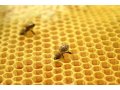 Мёд (подсолнух+разнотравье) в городе Курганинск, фото 1, Краснодарский край