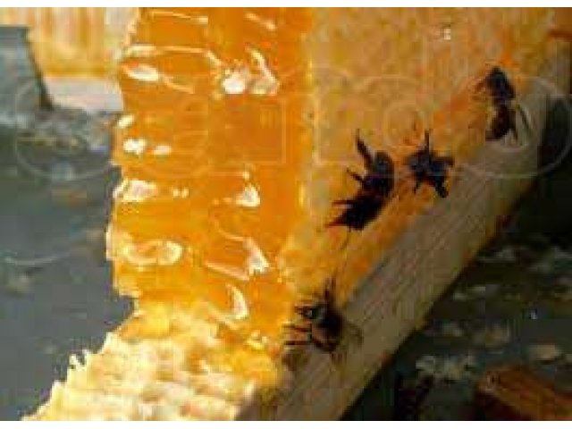 мед и пелы в городе Краснодар, фото 1, Прочие продукты питания