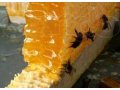 мед и пелы в городе Краснодар, фото 1, Краснодарский край