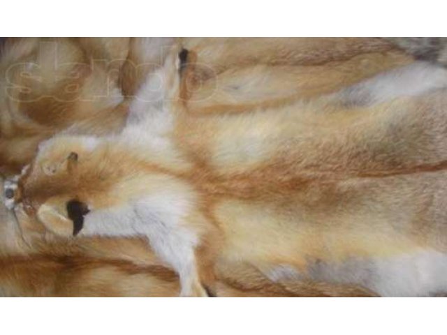 Продам мех рыжей лисы 1500руб в городе Новосибирск, фото 2, Новосибирская область