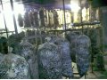 Субстратные грибные блоки ВЕШЕНКА в городе Краснодар, фото 1, Краснодарский край