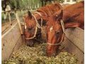 Для лошадей   ЖМЫХ   льняной  в мешках по 25 кг в городе Абакан, фото 1, Хакасия