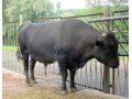 КРС Крупный рогатый скот живым весом в городе Кострома, фото 1, Костромская область