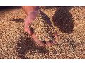 Куплю: Организация покупает пшеницу, ячмень , горох в городе Ростов-на-Дону, фото 1, Ростовская область