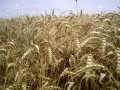 Продам Пшеницу в городе Лысково, фото 1, Нижегородская область