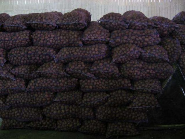 Картофель оптом от производителя в городе Пенза, фото 1, стоимость: 0 руб.