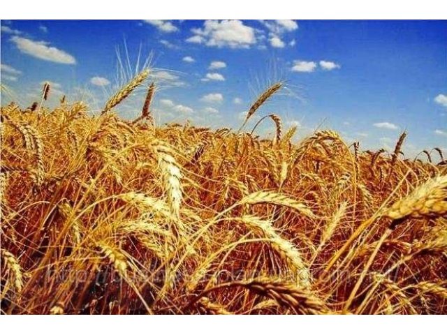 Купим пшеницу оптом: 150.000 тонн в городе Санкт-Петербург, фото 1, Для пищевой промышленности